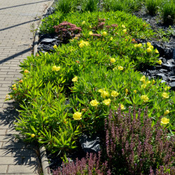 Oenothera missouriensis