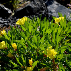 Oenothera missouriensis