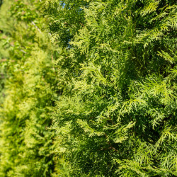 Thuja occidentalis Emeraude