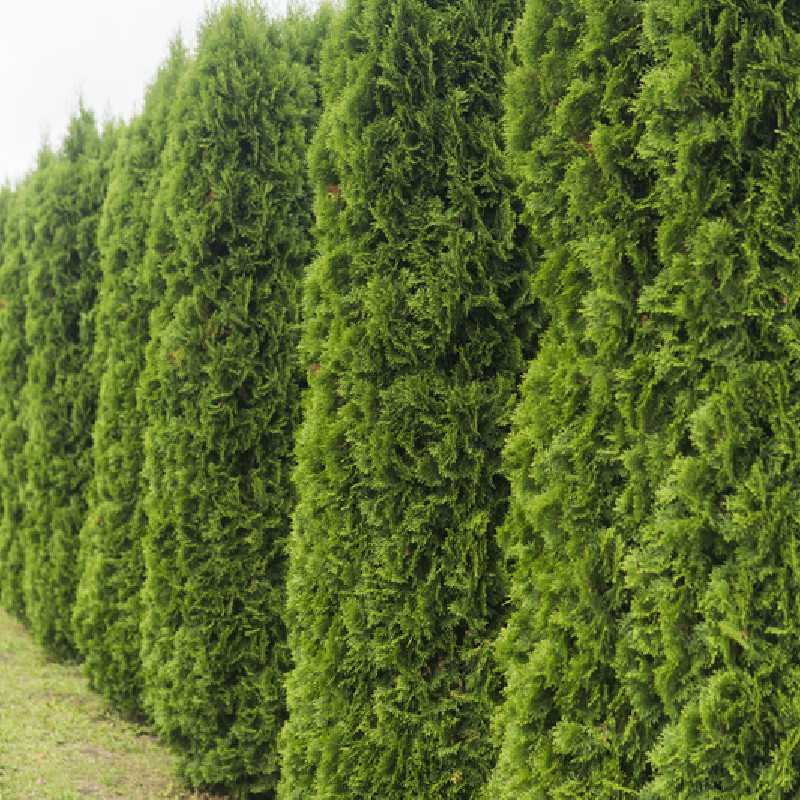 Thuja occidentalis Emeraude