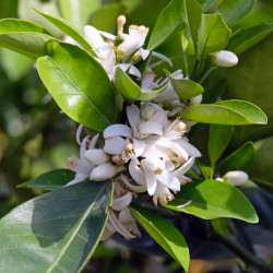 Citrus limon