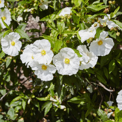 Cistus × corbariensis - Ciste des Corbières