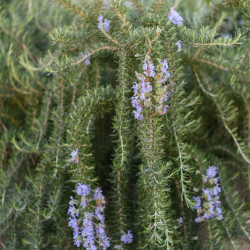 Rosmarinus officinalis ‘Corsican Blue’