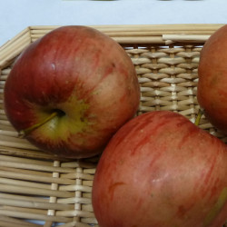 Malus domestica 'Chataignier' - Pommier