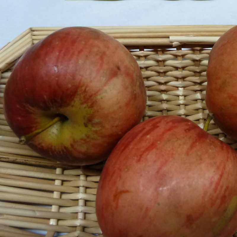 Malus domestica 'Chataignier' - Pommier