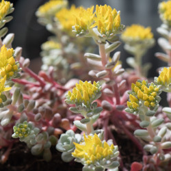Sedum spathulifolium Cape Blanco