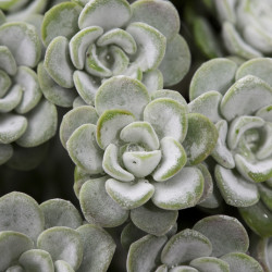 Sedum spathulifolium Cape Blanco