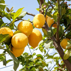 Citrus limon