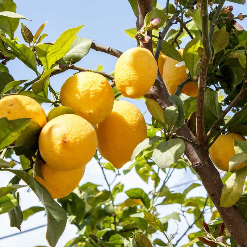 Citrus limon