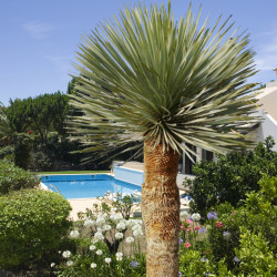 Yucca rostrata 'Blue Swan'