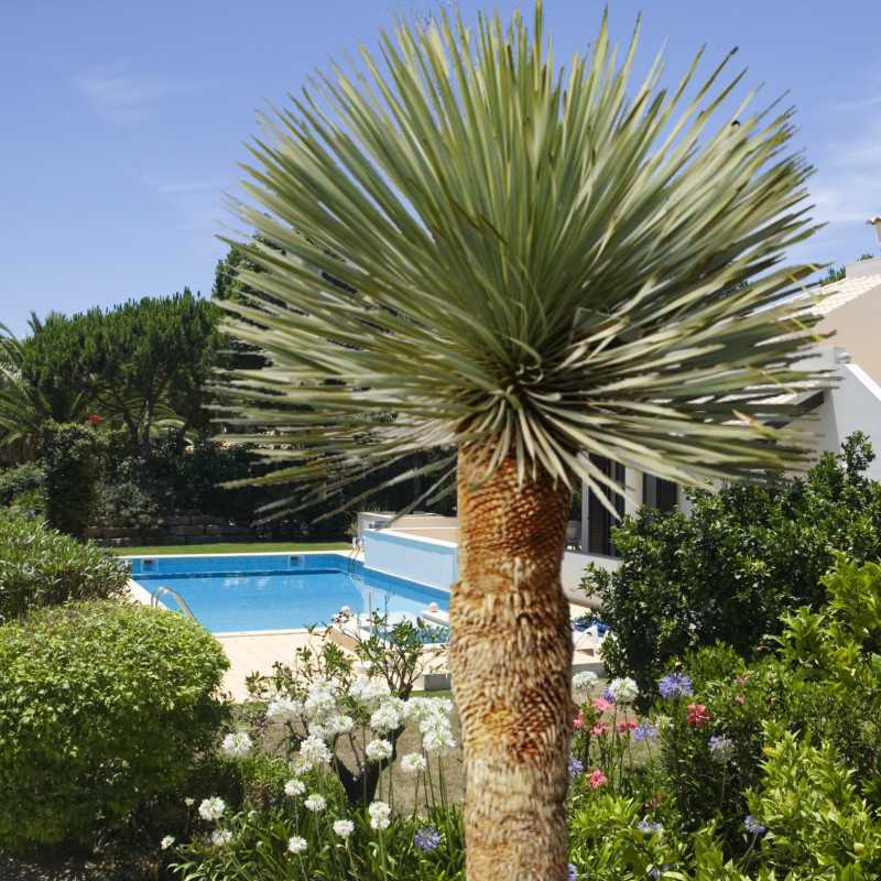 Yucca rostrata 'Blue Swan'