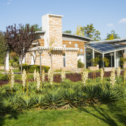 Yucca gloriosa Lonestar