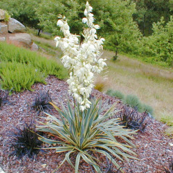 Yucca filamentosa Bright edge