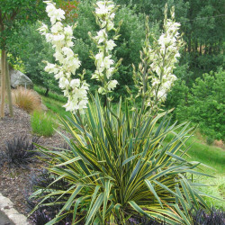 Yucca filamentosa Bright edge