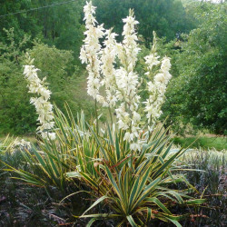 Yucca filamentosa Bright edge