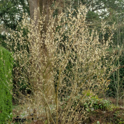 Chimonanthus praecox