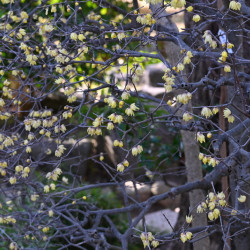 Chimonanthus praecox