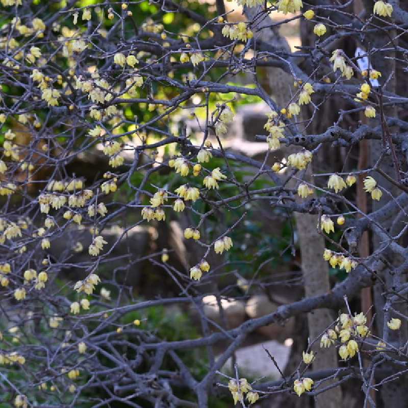 Chimonanthus praecox