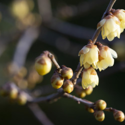 Chimonanthus praecox
