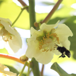 Actinidia chinensis Atlas