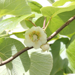 Actinidia chinensis Atlas