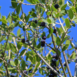 Phillyrea latifolia
