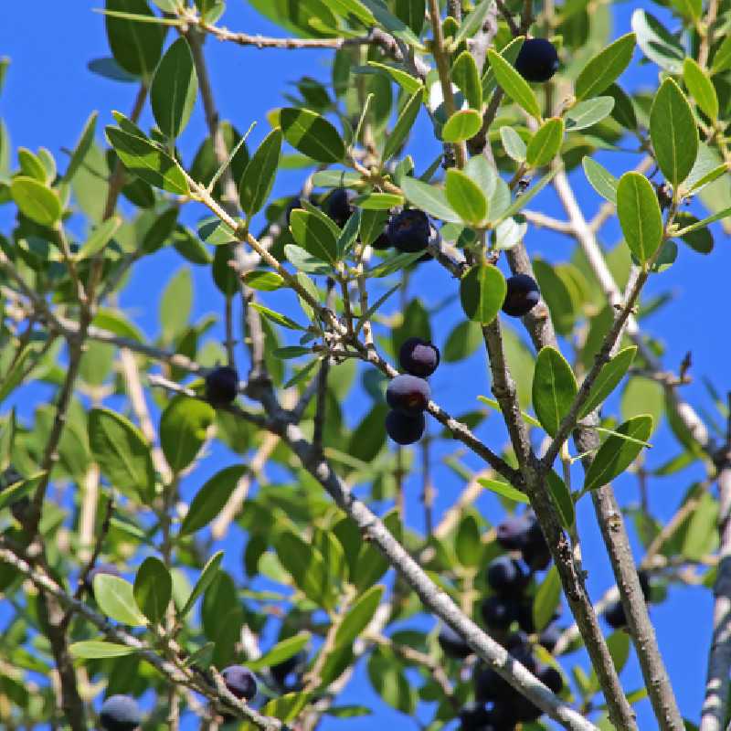 Phillyrea latifolia