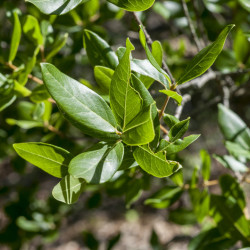 Phillyrea latifolia