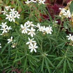 Choisya ternata White Dazzler