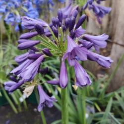 Agapanthus ‘Poppin Purple’ - Agapanthe