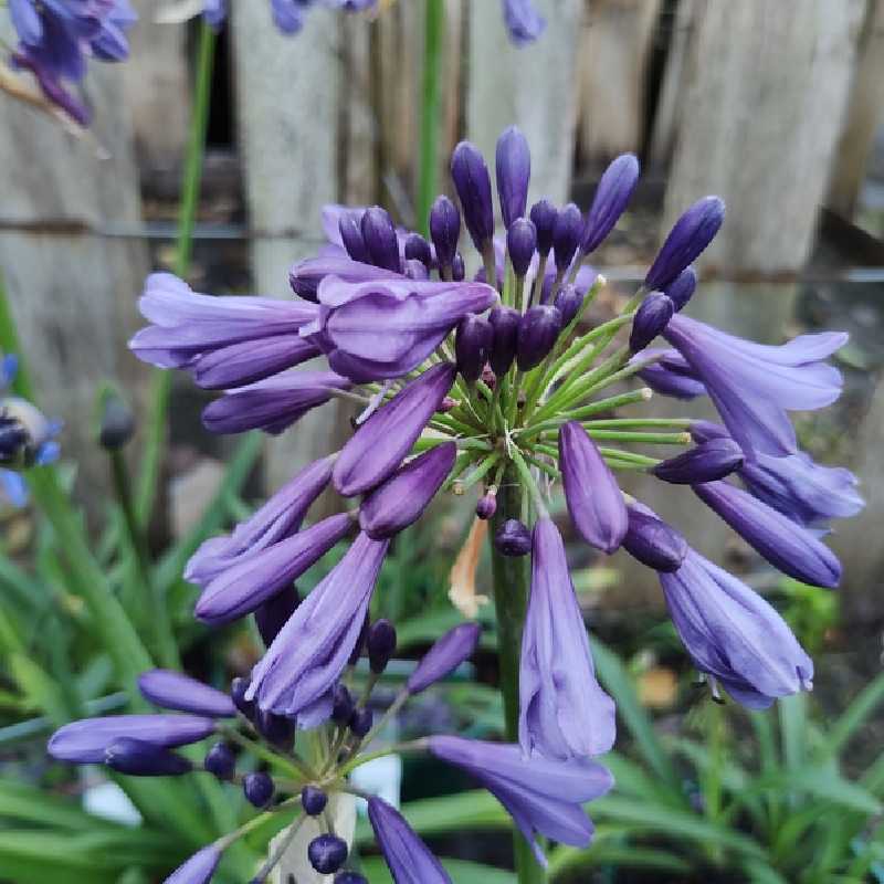 Agapanthus ‘Poppin Purple’ - Agapanthe