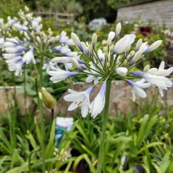 Agapanthe Twister