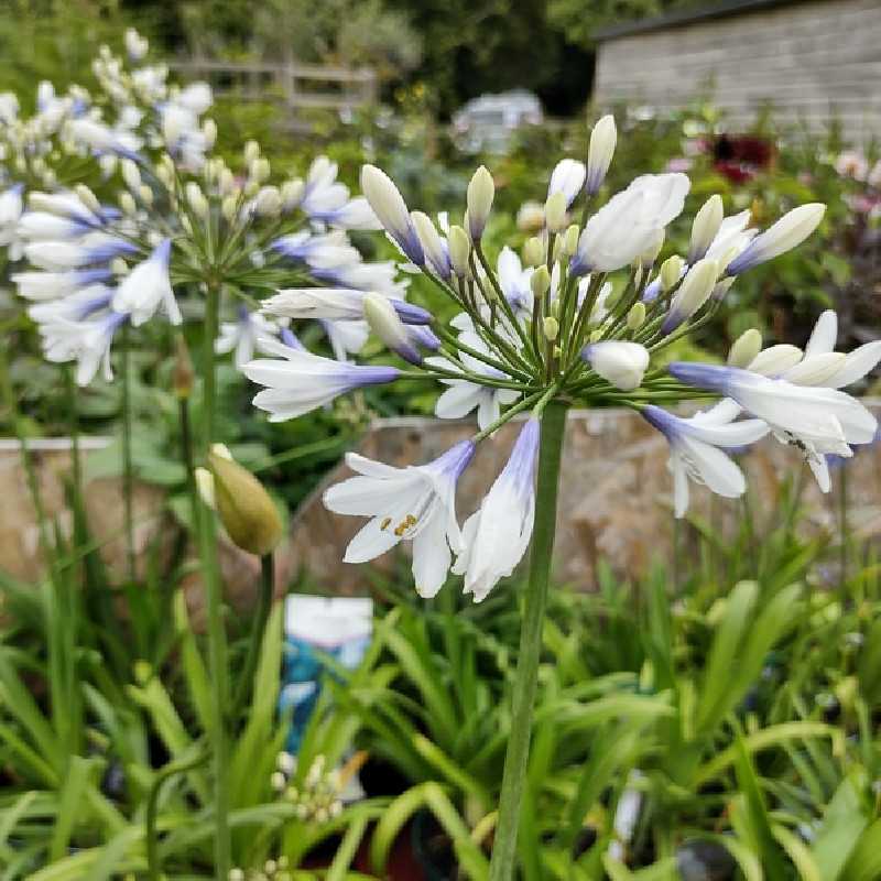 Agapanthe Twister