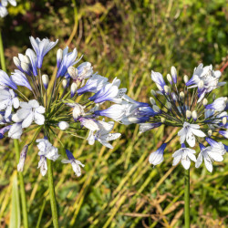 Agapanthe Twister