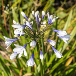 Agapanthe Twister
