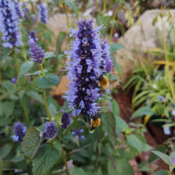 Agastache Black Adder