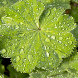 Alchemilla mollis