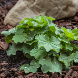 Alchemilla mollis