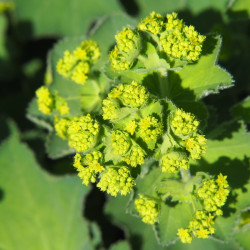 Alchemilla mollis