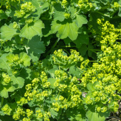 Alchemilla mollis