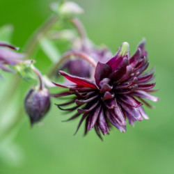 Aquilegia vulgaris Black Barlow