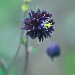 Aquilegia vulgaris Black Barlow