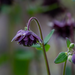 Aquilegia vulgaris Black Barlow