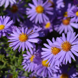 Aster dumosus Professor Anton Kippenberg
