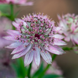 Astrantia major Pink pride