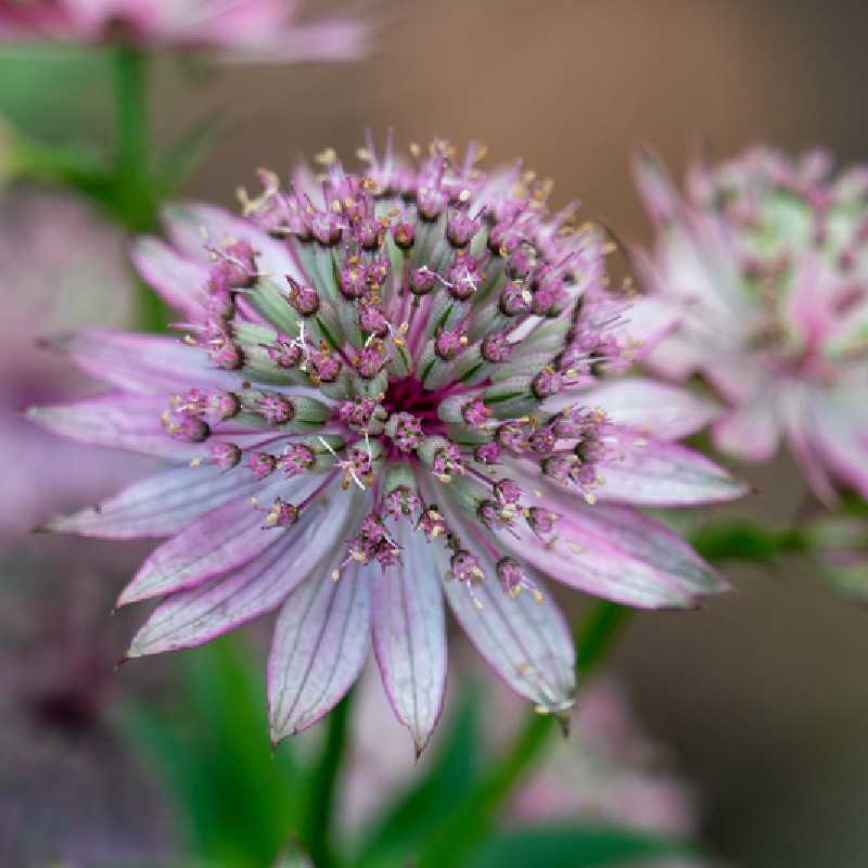 Astrantia major Pink pride