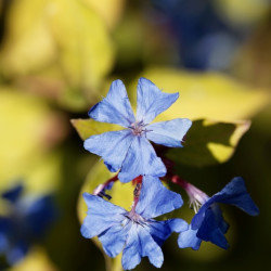 Ceratostigma plumbaginoides