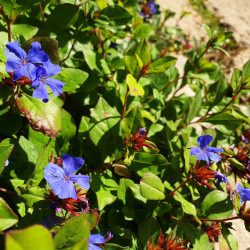 Ceratostigma plumbaginoides