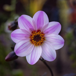 Dahlia 'Mystic Dreamer' ® - 'Zone Ten'