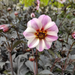Dahlia 'Mystic Dreamer' ® - 'Zone Ten'